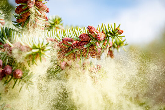 Spanish fir in bloom spreading pollen in the air