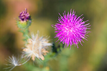 
thistle spiny wildflower close up top view