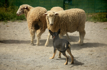 Australian Kelpie puppy in training to be a sheep dog. 