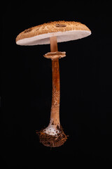 One levitating parasol mushroom (macrolepiota procera)