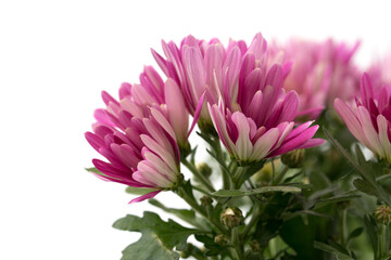 Chrysanthemum indicum