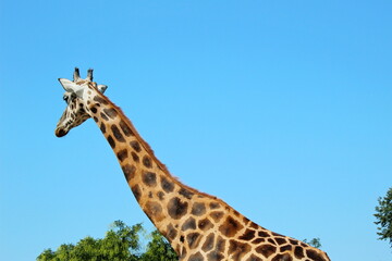 variety of animals at the zoo