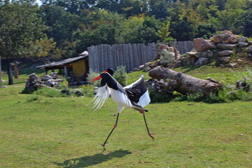 variety of animals at the zoo