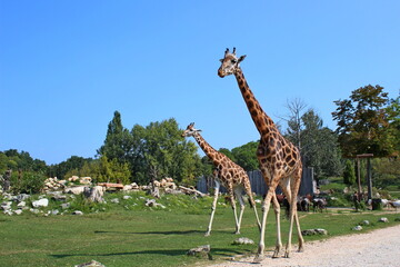 variety of animals at the zoo
