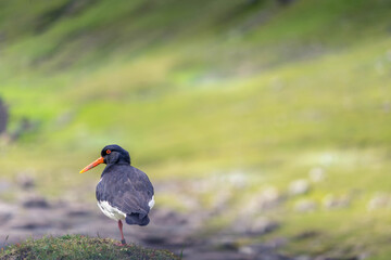 Oyster Catcher