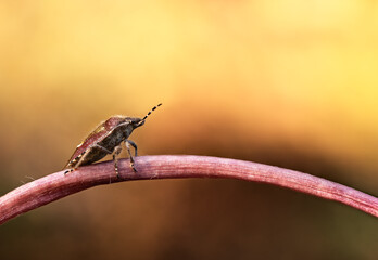 To the other side! Shield bug on a stem