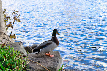 Ente am Ufer auf Stein