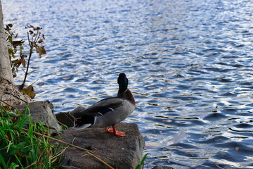 Ente am Ufer auf Stein