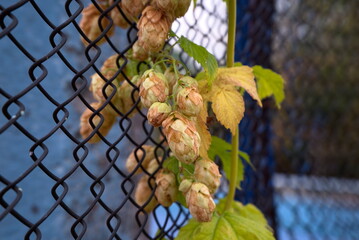 Hop plant decorative and industrial for decoration of external interiors and production, close-up