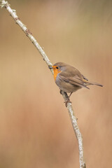 Robin on a branch in the autumn