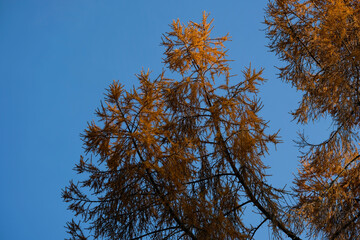 autumn foliage in the botanic garden in Geneva, Switzerland