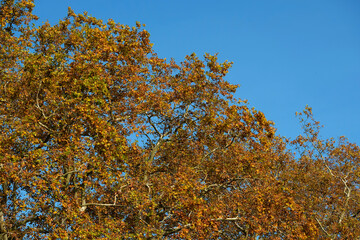 autumn foliage in the botanic garden in Geneva, Switzerland