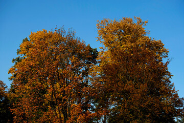 autumn foliage in the botanic garden in Geneva, Switzerland
