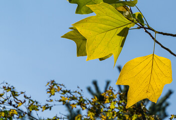 Obraz premium Golden, and yellow leaves of Tulip tree (Liriodendron tulipifera). Close-up autumn foliage of American or Tulip Poplar on blue sky background. Selective focus. There is place for text