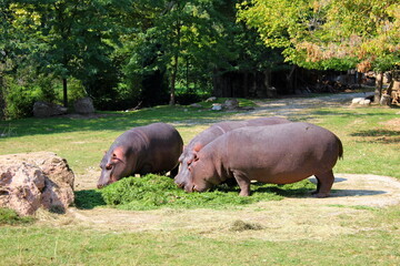 variety of animals at the zoo