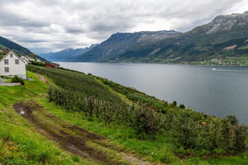 Hardangerfjord in Norway with fruit trees on the mountain slopes