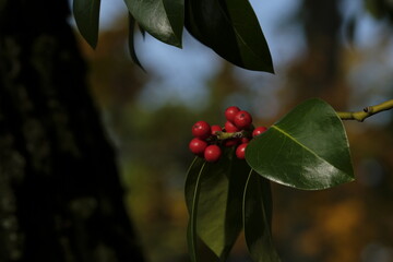 ilex aquifolium in the botanic garden in Geneva, Switzerland