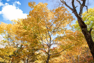 北海道の層雲峡の紅葉