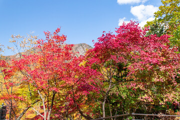 北海道の層雲峡の紅葉