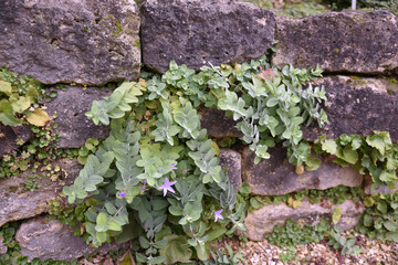 Muret au jardin