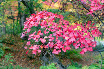 北海道の層雲峡の紅葉