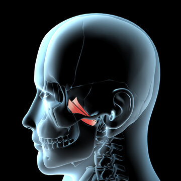 3d Illustration of the Lateral Pterygoid Muscles Anatomical Position on Xray Body