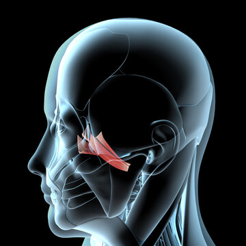 3d Illustration of the Lateral Pterygoid Muscles on Xray Musculature
