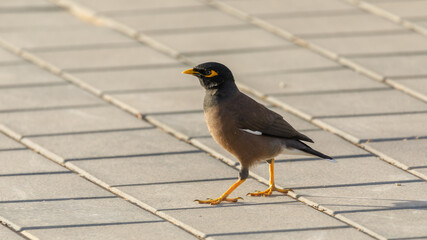 Single mynah standing in a shadow on the sidewalk