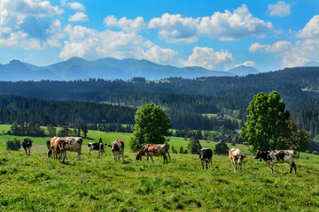 cows in the meadow and Tatra Mountains in Poland, beautiful landscape
