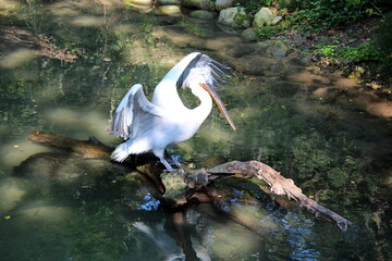 variety of animals at the zoo