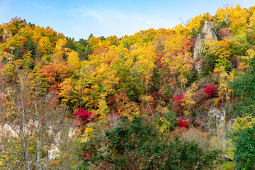 Fototapeta premium 北海道の層雲峡の紅葉