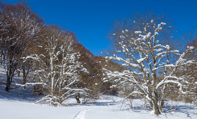 forest in a snow at the bright day, winter outdoor scene