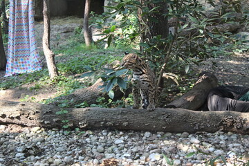 variety of animals at the zoo
