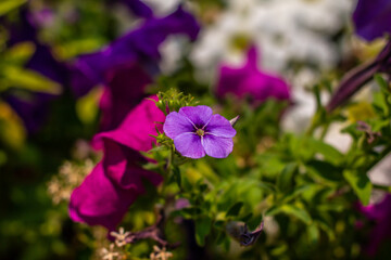 flower garder winter in Thailand 