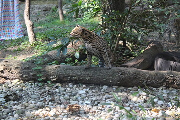 variety of animals at the zoo
