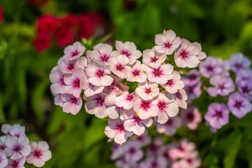 Fototapeta premium flower garder winter in Thailand 