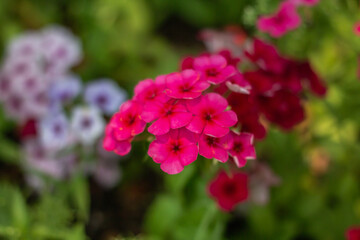 flower garder winter in Thailand 