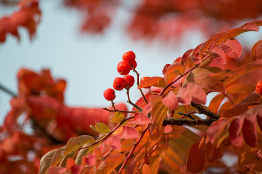 Red rowen berries and red leaves on the branch close up image. Autumn nature, beautiful plants. Sorbus aucuparia.