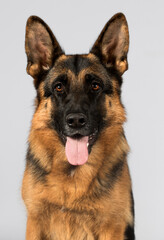 dog looking german shepherd breed