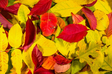 closeup red dry autumn leaves background, autumn texture