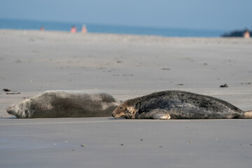 Obraz premium Funny lazy seals on the sandy beach of Dune, Germany