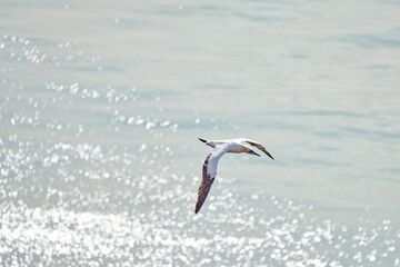 A single white and yellow gannet flies above the sea where the sun shines