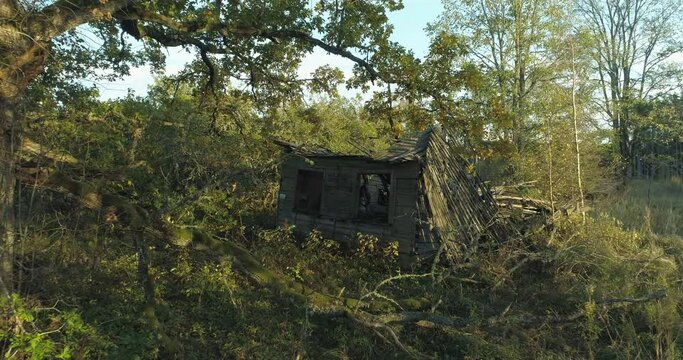 Urbanization abandoned collapsed wooden house under oak tree aerial view