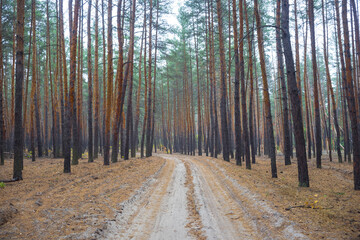 ground road through a pine forest