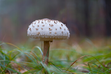 closeup parasol mushroom in a forest