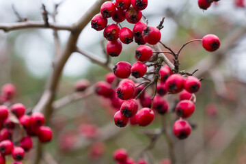 closeup hawthorn bush with ripe berries