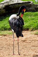 beautiful full-length saddle-billed stork portrait while using its beak to clean its plumage in a zoo in valencia spain