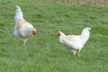deux poulets blanc sur l'herbe en plein air
