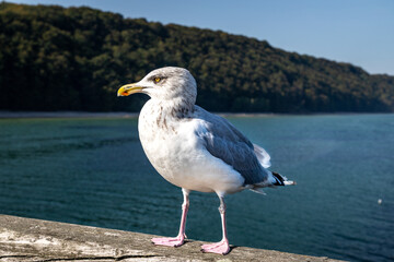 Möwe die am Pier sitzt