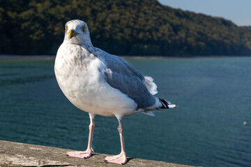 Möwe die am Pier sitzt